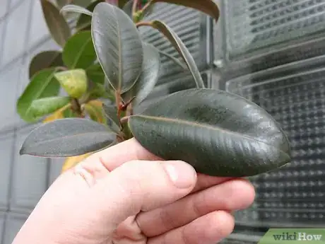 Image titled Prevent Bugs In Your Houseplants Step 4