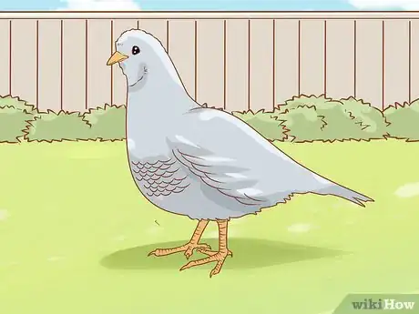 Image titled Breed Silver Quail Step 1