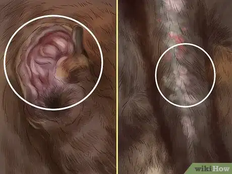 Image titled Keep an Older Dog Warm in Cold Weather Step 5