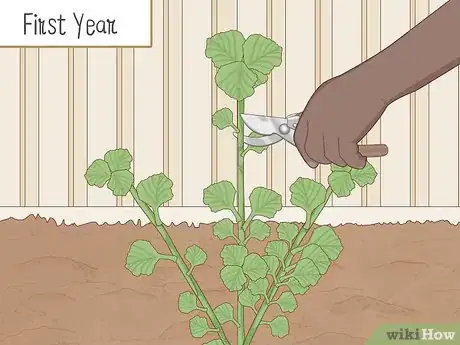 Image titled Grow Horehound Step 14