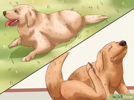 Image titled Diagnose and Treat Your Dog's Itchy Skin Problems Step 3