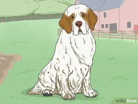 Image titled Identify a Clumber Spaniel Step 17
