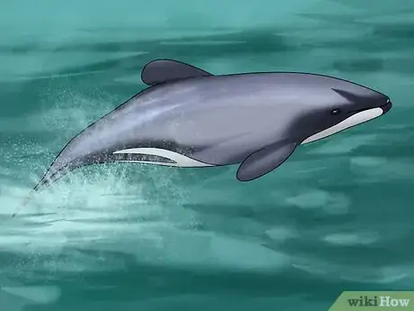Image titled Identify a New Zealand Dolphin Step 4