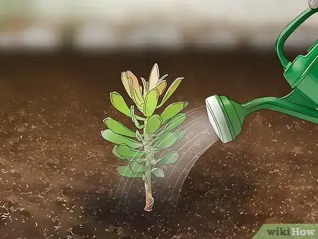 Image titled Grow Protea Step 7