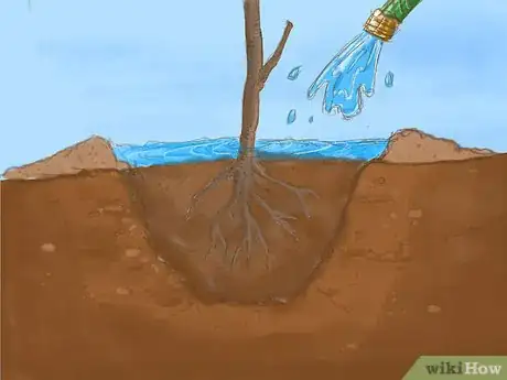 Image titled Plant a Bare Root Tree Step 7