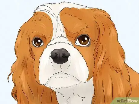 Image titled Identify a Cavalier King Charles Spaniel Step 4