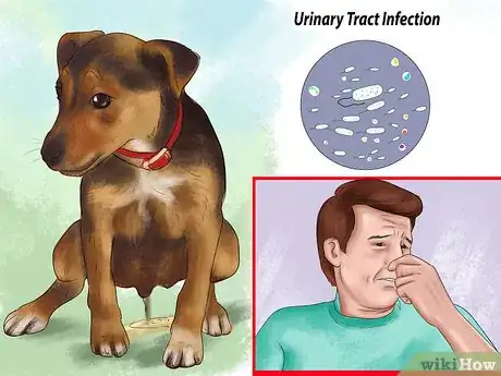 Image titled Know if Your Dog Needs a Diet Change Step 3