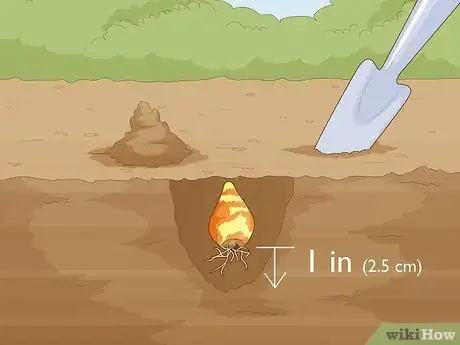 Image titled Plant Spider Lily Bulbs Step 6