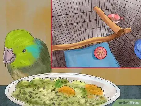 Image titled Care for a Pacific Parrotlet Step 11