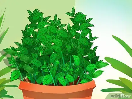 Image titled Buy Mint Plants Step 6