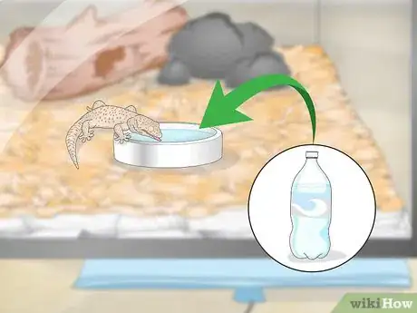 Image titled Care for a Tokay Gecko Step 8