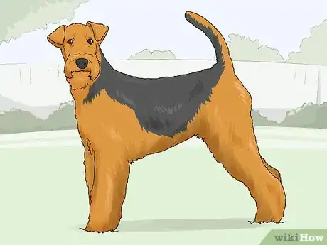 Image titled Identify an Airedale Terrier Step 7