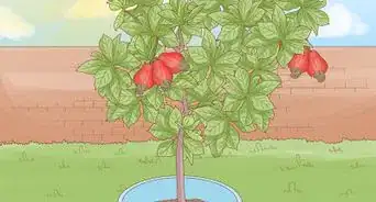 Grow a Cashew Nut in a Pot