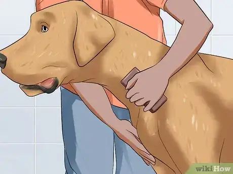 Image titled Bathe a Great Dane Step 3