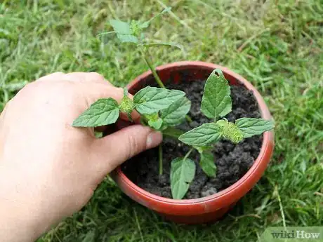 Image titled Grow Catmint from Cuttings Step 13