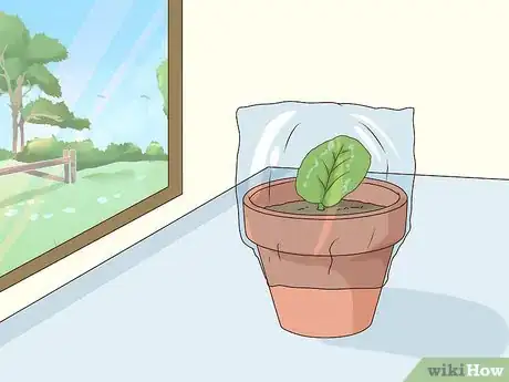 Image titled Grow African Violets Step 2