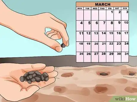 Image titled Grow Morning Glories Step 2