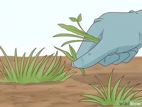 Image titled Plant Grass Plugs Step 10