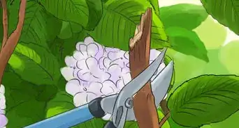 Prune a Snowball Bush