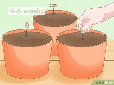 Image titled Grow Bottle Gourds Step 3