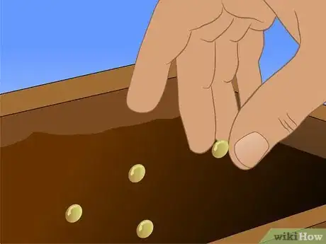 Image titled Grow Ornamental Flowering Kale Plants Step 7