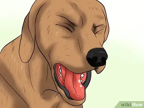 Image titled Prevent Canine Coronavirus Step 10