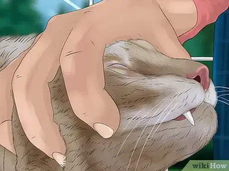 Image titled Give Tricyclic Antidepressants to a Cat Step 5