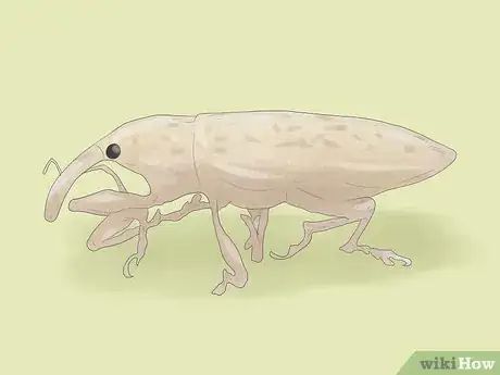 Image titled Grow Rhubarb Step 10