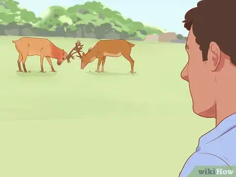 Image titled Break Up a Deer Fight Step 1
