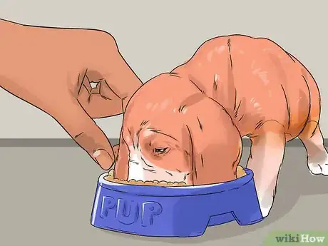 Image titled Get Your Dog to Stop Growling at You when Eating Step 14