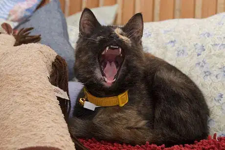Image titled Baby Helen  A Quadruple Upper Canine Yawn!