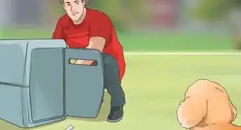 Know if a Bichon Frise Is the Right Dog Breed for You