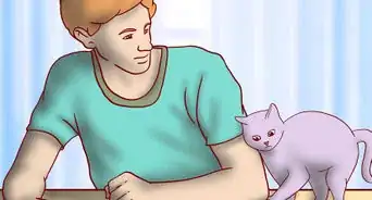 Choose Toys for a Senior Cat