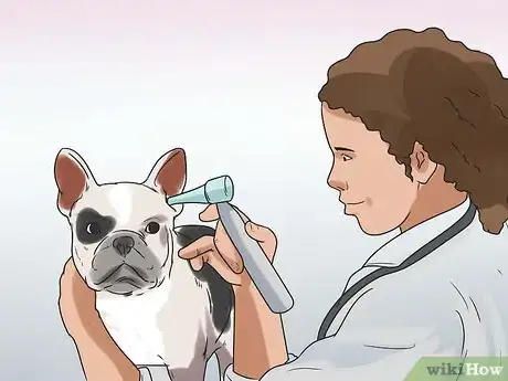 Image titled Clean a Terrier's Ears Step 11