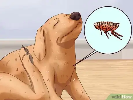 Image titled Solve Your Dog's Skin and Scratching Problems Step 8
