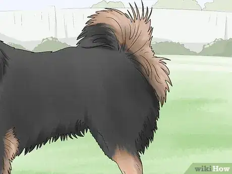 Image titled Identify a Finnish Lapphund Step 5