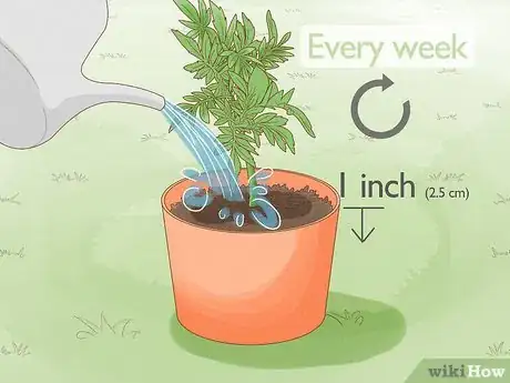 Image titled Make Marigolds Flower Step 3