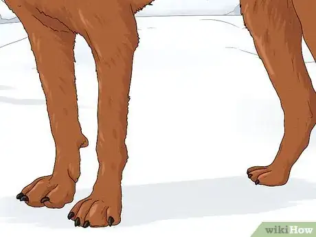 Image titled Identify a Bloodhound Step 7