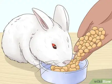Image titled Treat Diarrhea in Rabbits Step 9