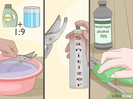 Image titled Prune Lacecap Hydrangeas Step 5