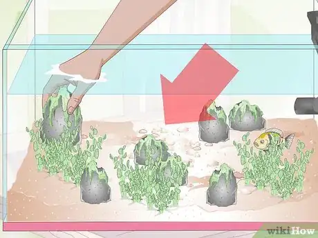 Image titled Buy Fish for an Aggressive Freshwater Aquarium Step 5