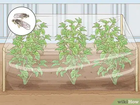 Image titled Plant Parsnips Step 13