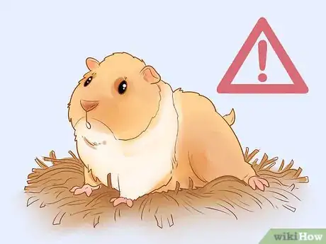 Image titled Neuter Your Guinea Pig Step 18