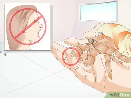 Image titled Hold a Hermit Crab Step 11
