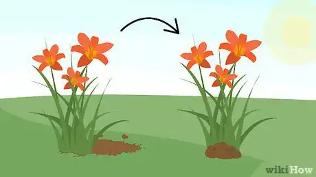 Image titled Grow Daylilies Step 9