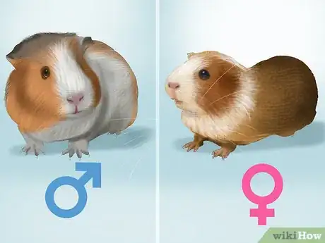 Image titled Choose a Pet Guinea Pig Step 5