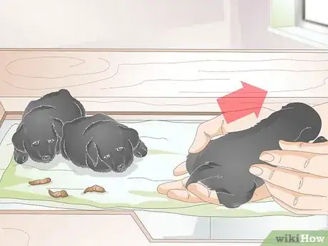 Image titled Keep Orphaned Newborn Puppies Clean Step 9