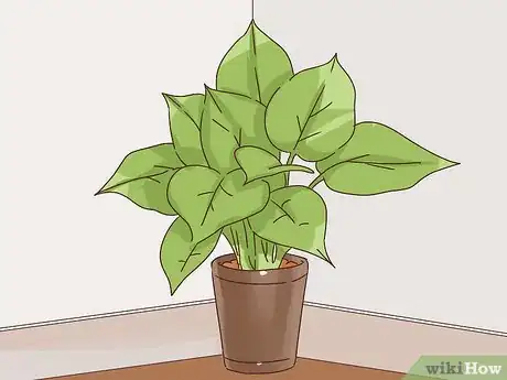 Image titled Choose Plants for Good Feng Shui Step 10