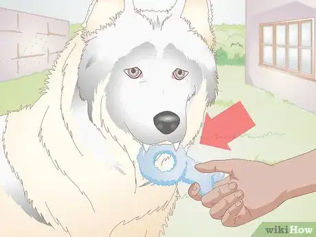 Image titled Choose Tartar Control Dog Treats Step 1