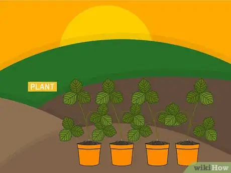 Image titled Grow Strawberries Step 07
